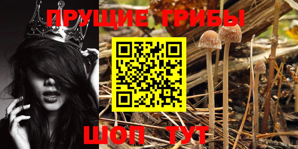 сколько стоит  Вход с VPN  Губаха  Галлюциногенные грибы Psilocybine cubensis 